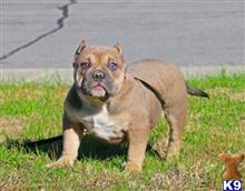 american bully puppy posted by Exotic Bully